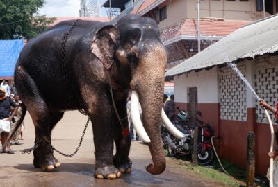 Angeketteter Elefant steht in einer Straße mit Menschen und wird mit Wasser bespritzt